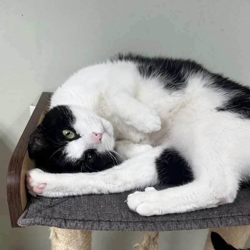 An adult medium-sized male Black & White / Tuxedo Domestic Short Hair cat named Sully for adoption in Grand Rapids, MI
