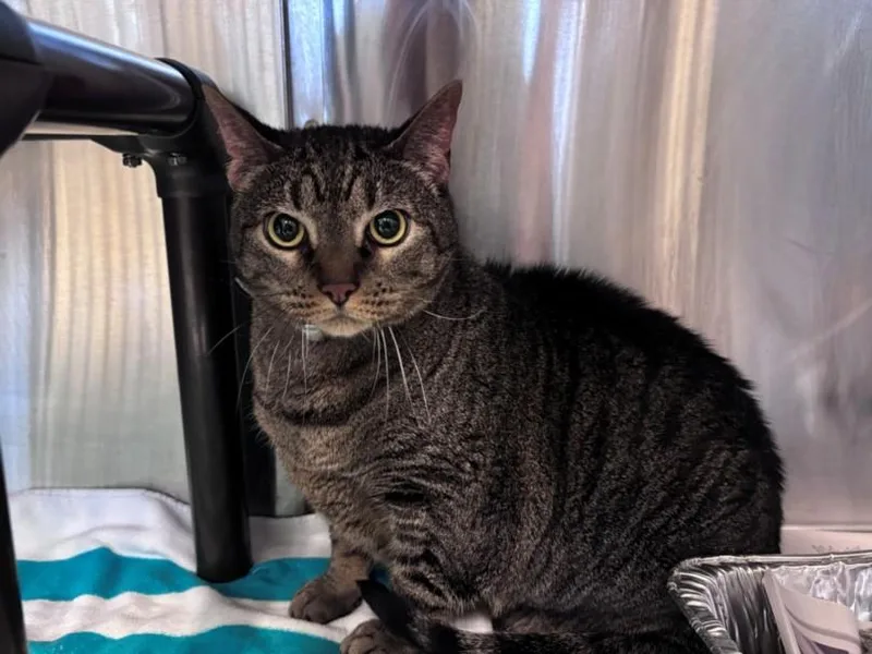 A young large-sized male Domestic Short Hair cat named Fat Boi for adoption in Houston, TX