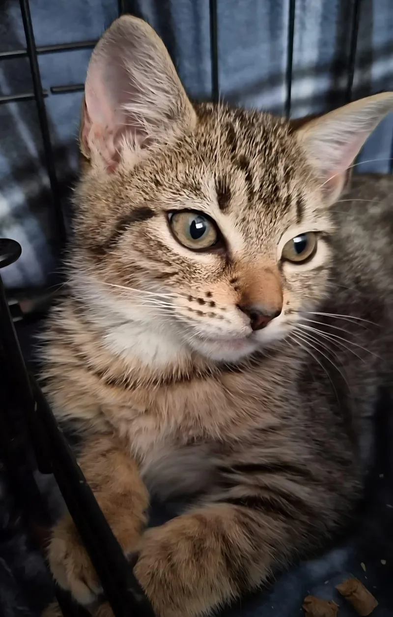 A baby medium-sized female Domestic Short Hair cat named Jasmine for adoption in Orlando, FL