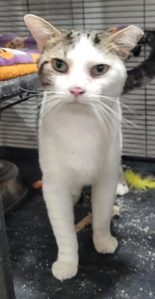 A young medium-sized male Domestic Short Hair cat named Donut for adoption in St. Louis, MO