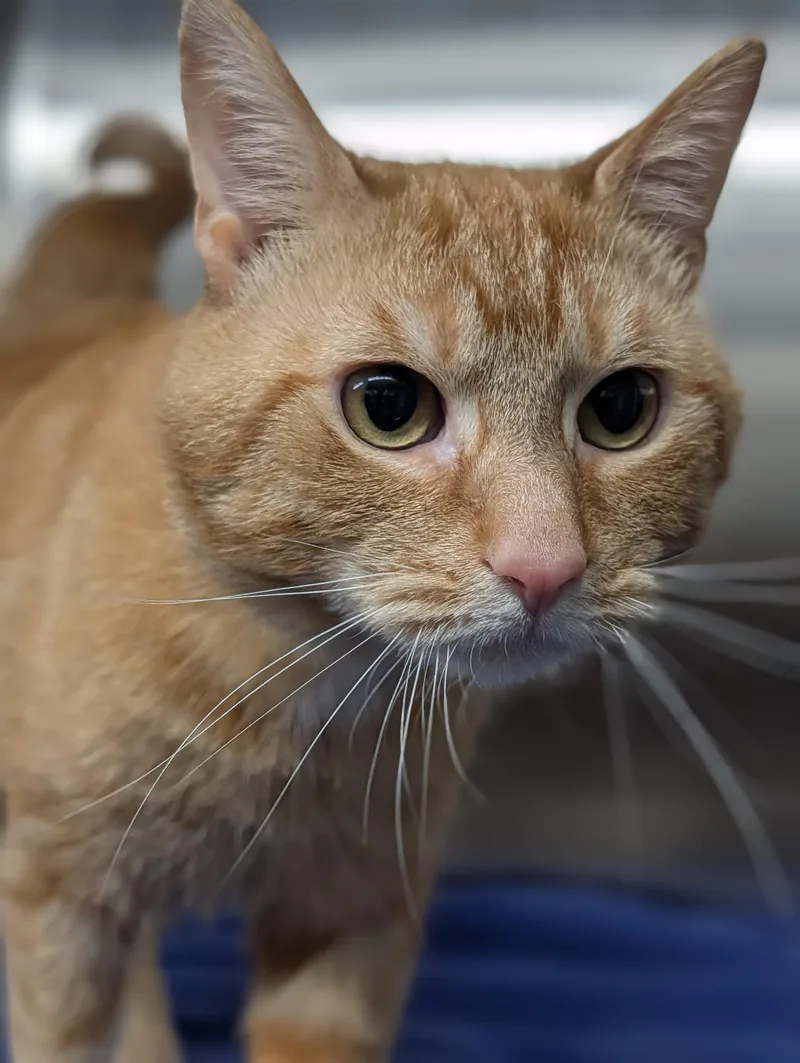 A young medium-sized male Tabby (Orange / Red) Domestic Short Hair cat named Scooty for adoption in Plainfield, NJ