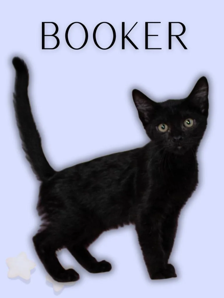 A baby medium-sized male Black Domestic Medium Hair cat named Booker for adoption in Mira Loma, CA