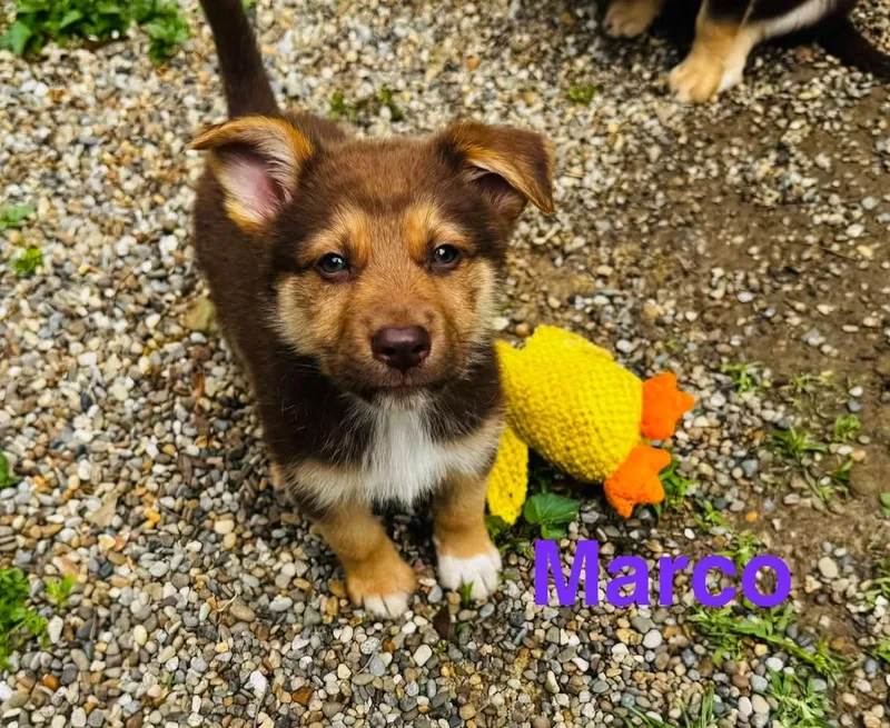 Marco