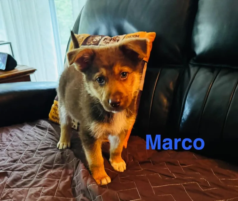 Marco thumbnail 2