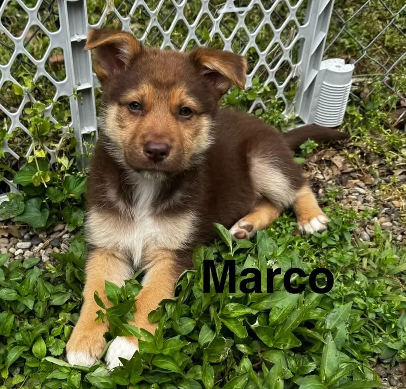 Marco thumbnail 3