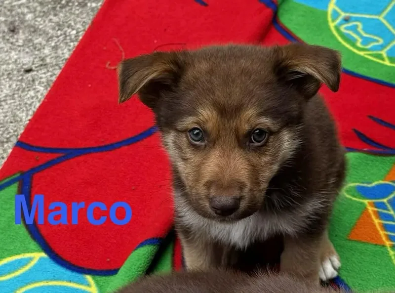 Marco thumbnail 4