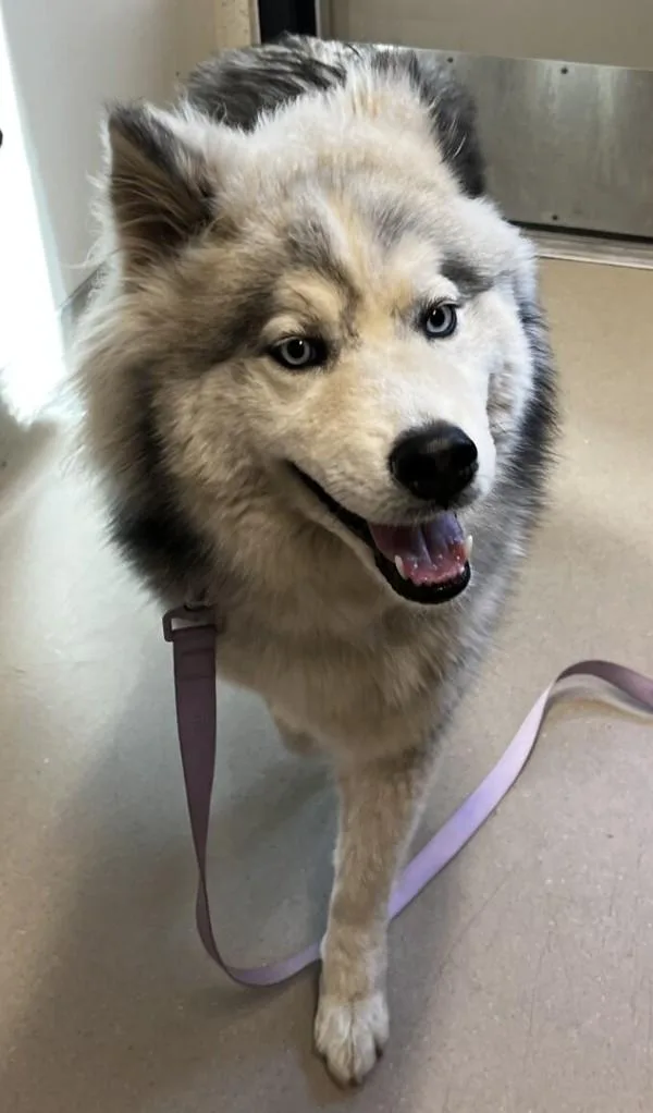 A young large-sized female Siberian Husky dog named Feather for adoption in El Cajon, CA