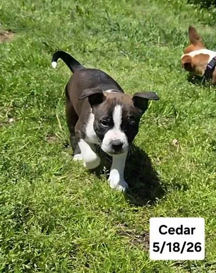 Cedar