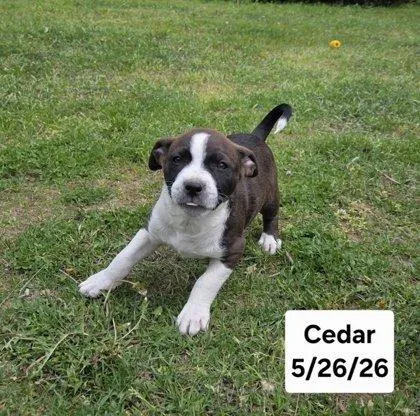 Cedar thumbnail 2
