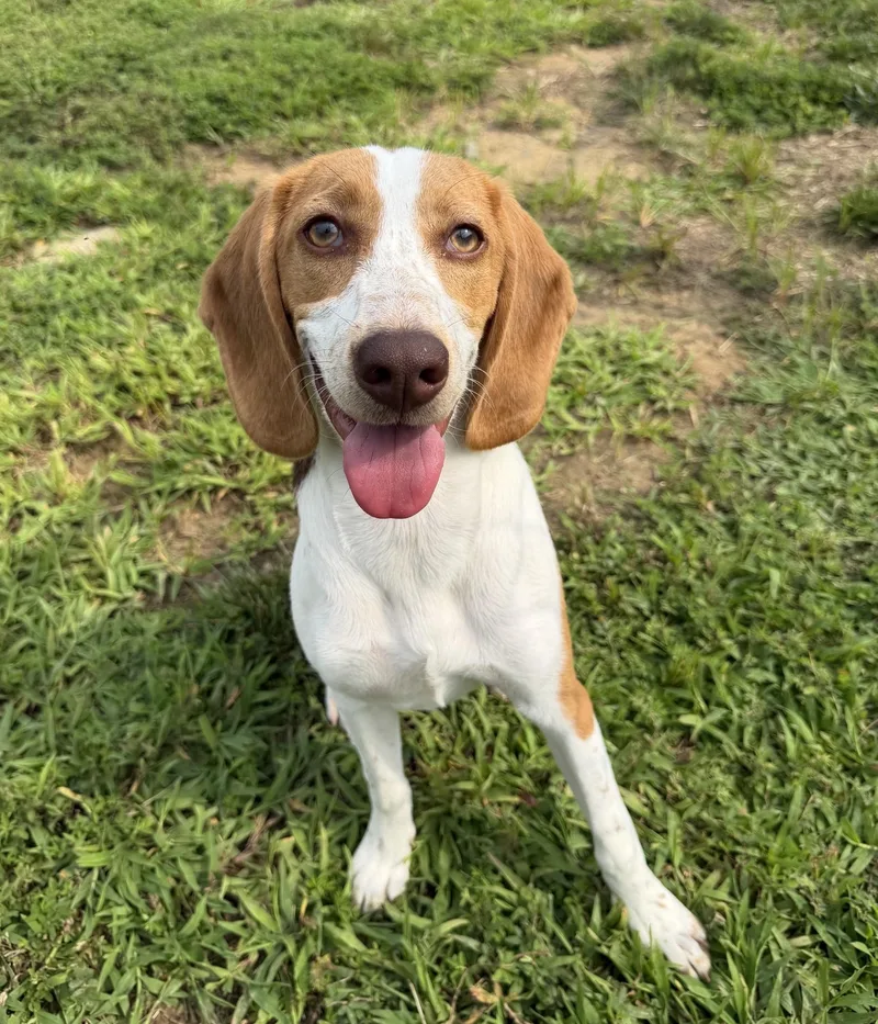 Nova