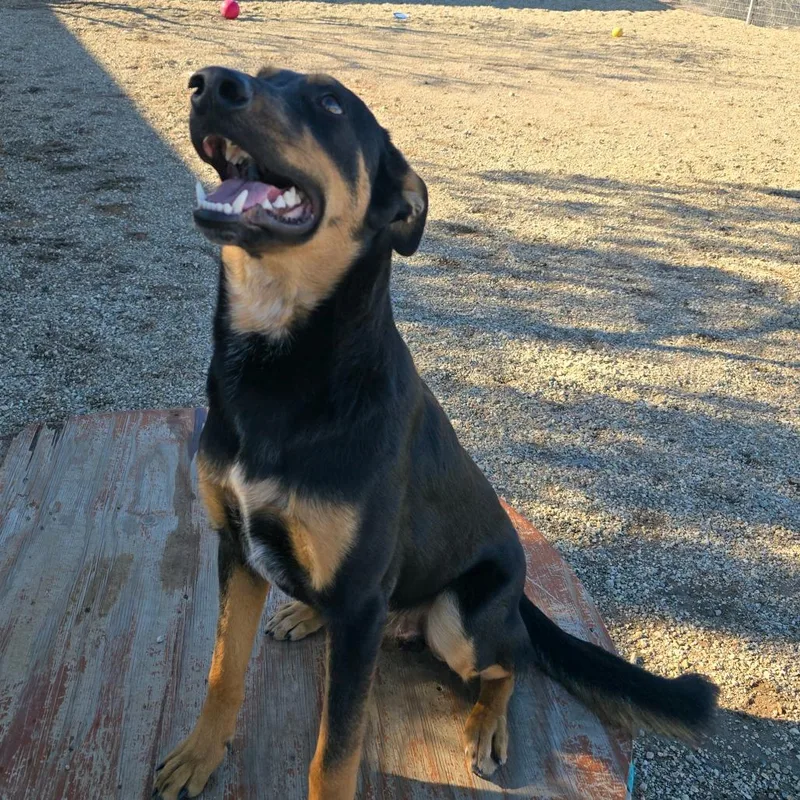 A young large-sized male Black Shepherd dog named Dawson for adoption in Wickenburg, AZ