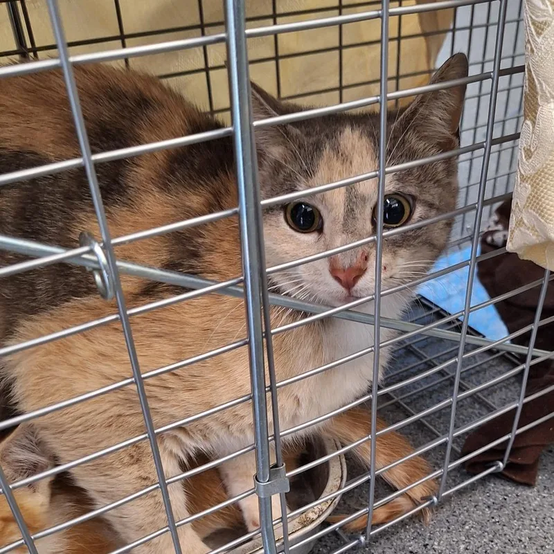 A young small-sized female Calico Domestic Short Hair cat named Patches for adoption in Montgomery, AL