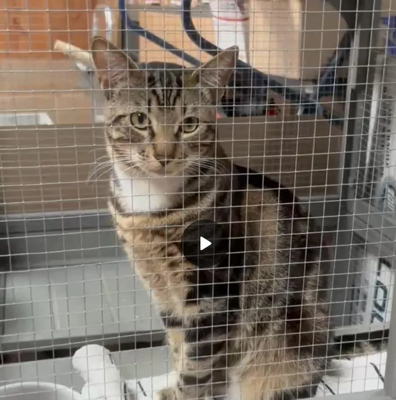A young medium-sized male Domestic Medium Hair cat named Theodorecreative Pets for adoption in San Pedro, CA
