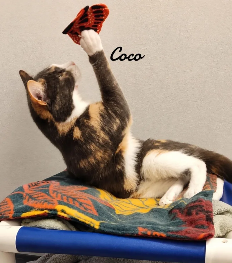 A young medium-sized female Domestic Short Hair cat named Coco for adoption in Naugatuck, CT