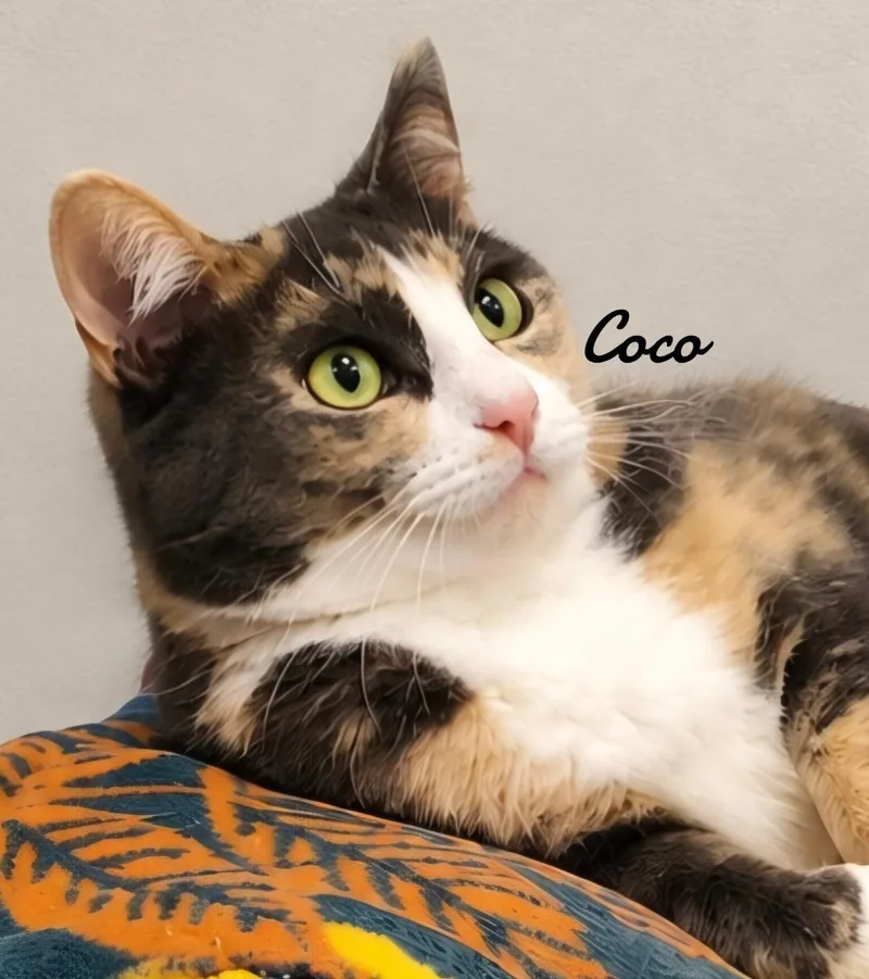 Coco thumbnail 2
