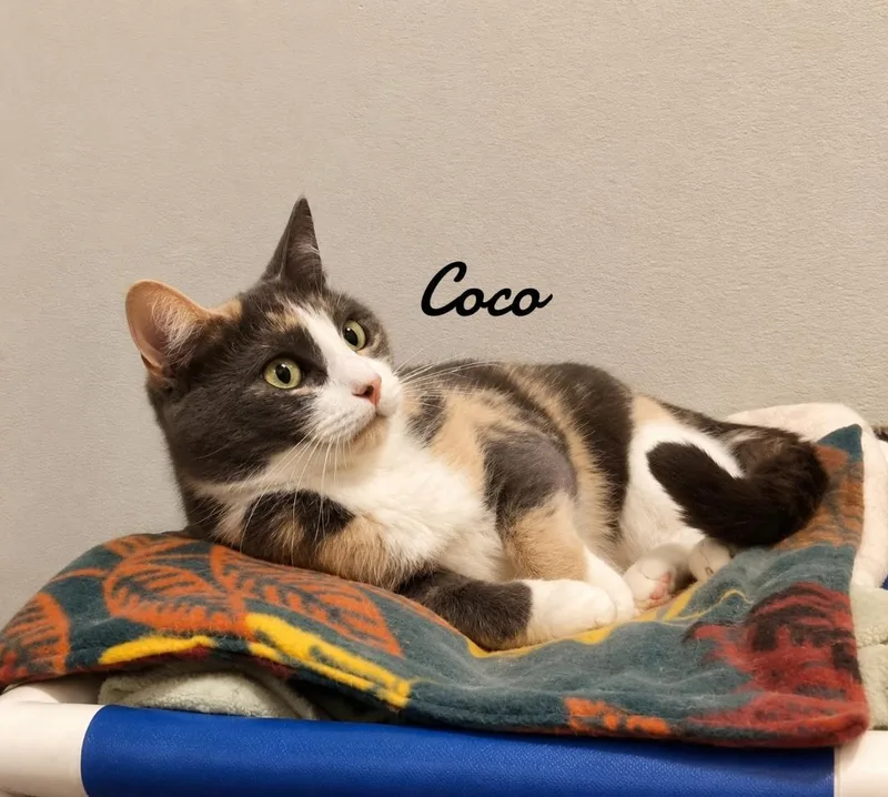 Coco thumbnail 3