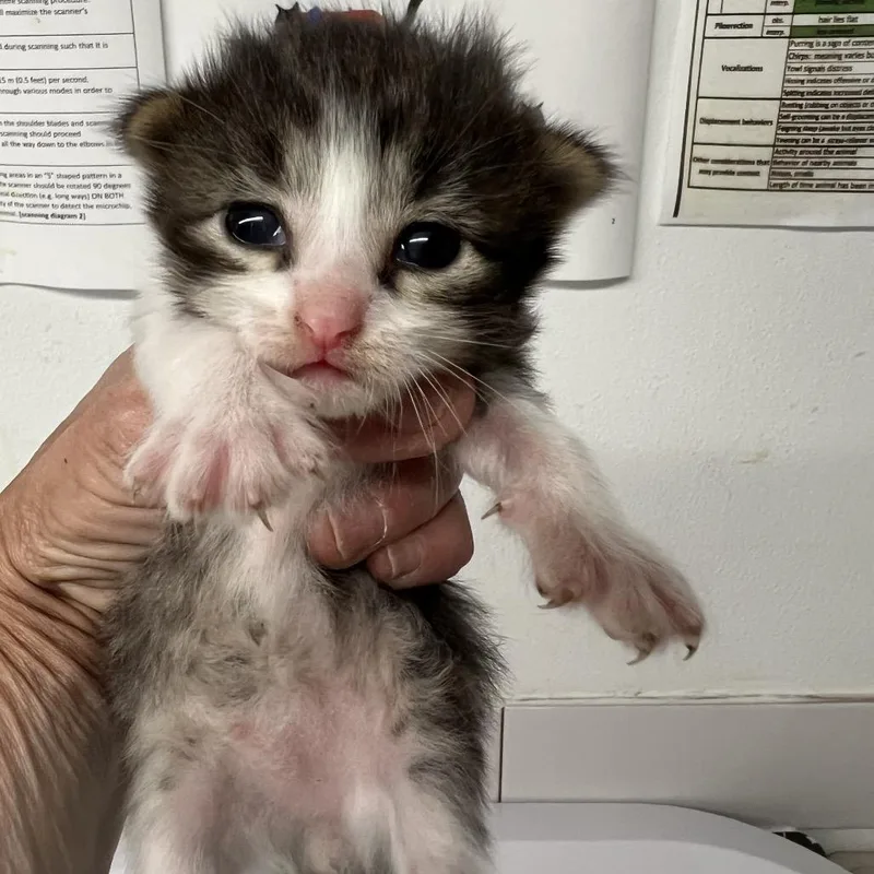 A baby small-sized female Brown / Chocolate Domestic Short Hair cat named Mocha Crunch for adoption in St. Louis, MO