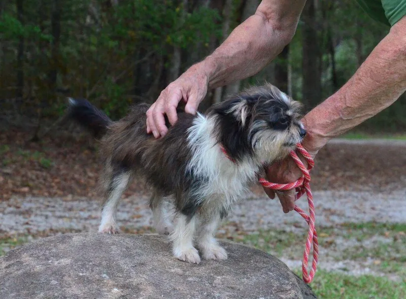 A young small-sized female Shih Tzu dog named Sindee for adoption in Willingboro, NJ