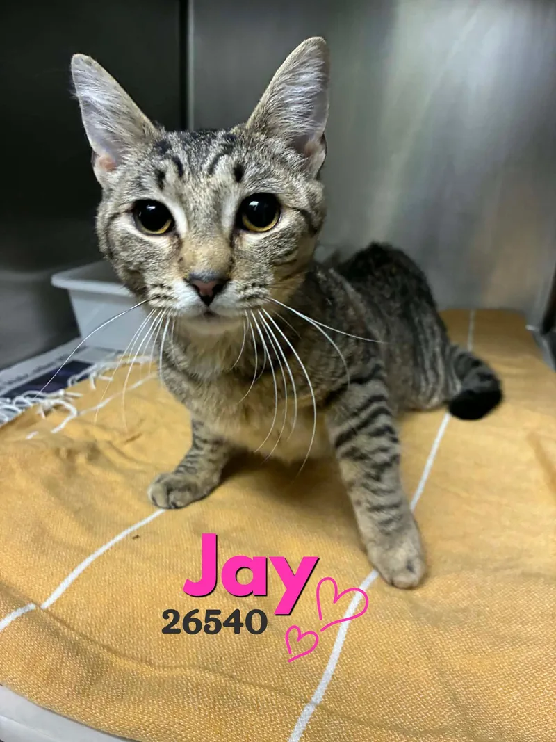 A baby medium-sized female Tabby (Brown / Chocolate) Domestic Short Hair cat named Jay for adoption in Oak Ridge, TN
