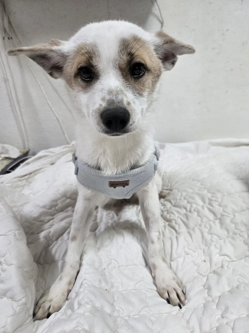 A young small-sized female Terrier dog named Dreamy for adoption in Duluth, GA
