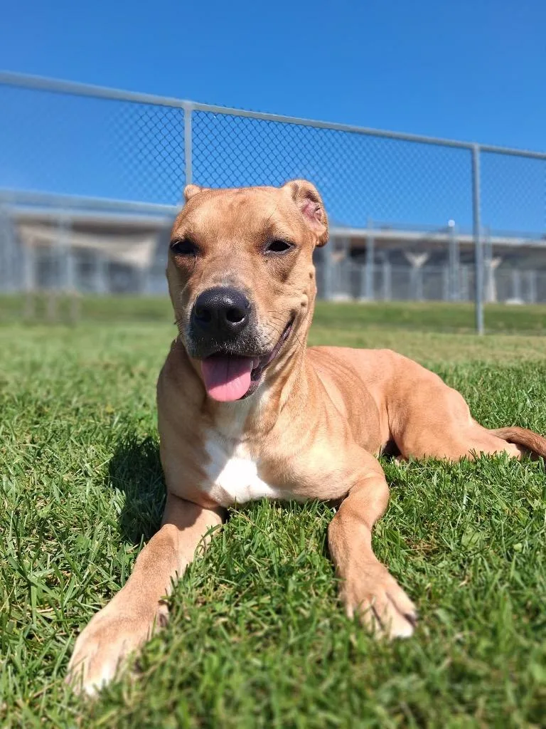 A young medium-sized female Mixed Breed dog named Velma for adoption in New Manchester, WV