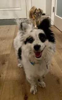 Oreo Kody Papillon! thumbnail 4