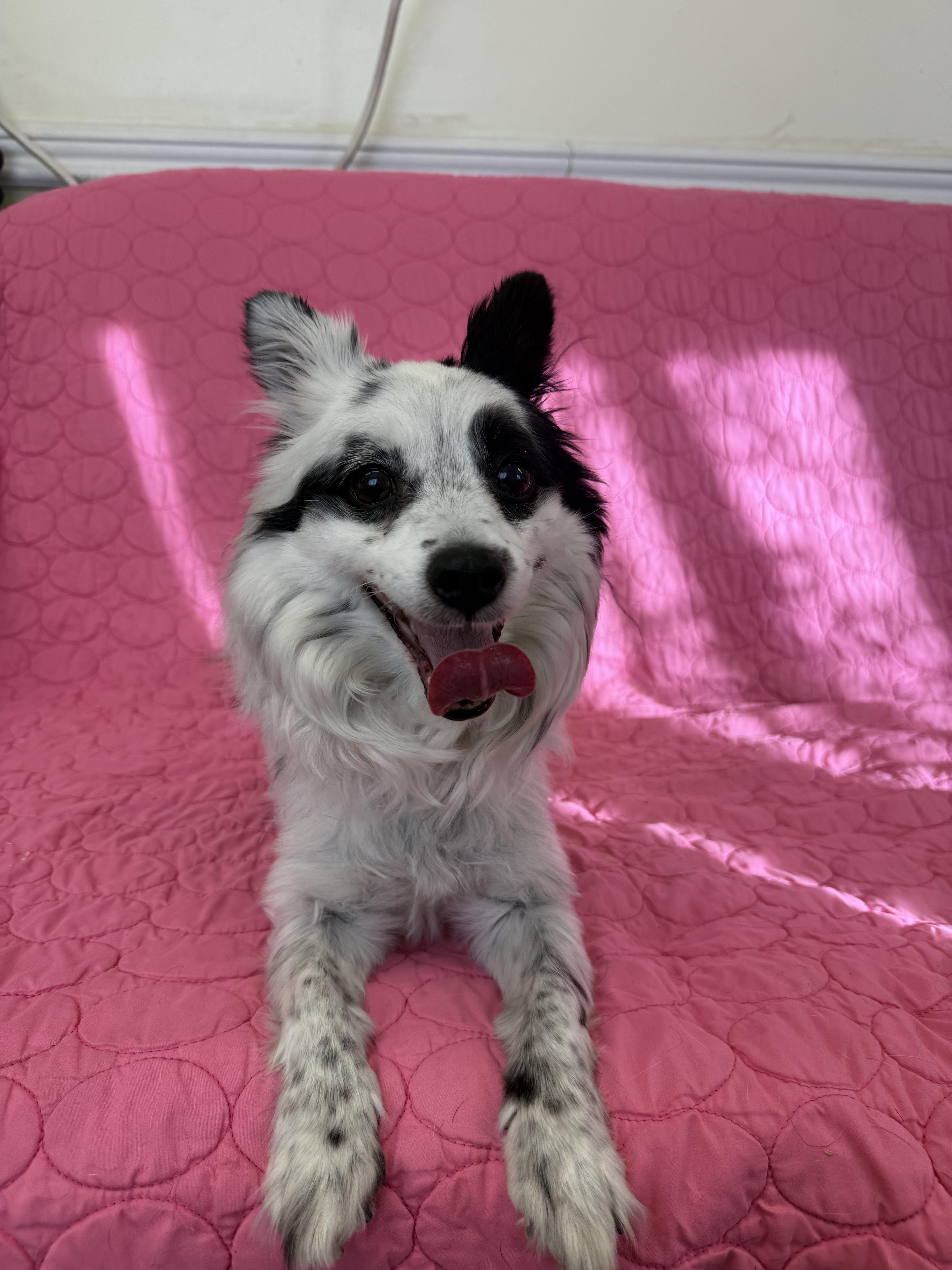 Oreo Kody Papillon! thumbnail 5