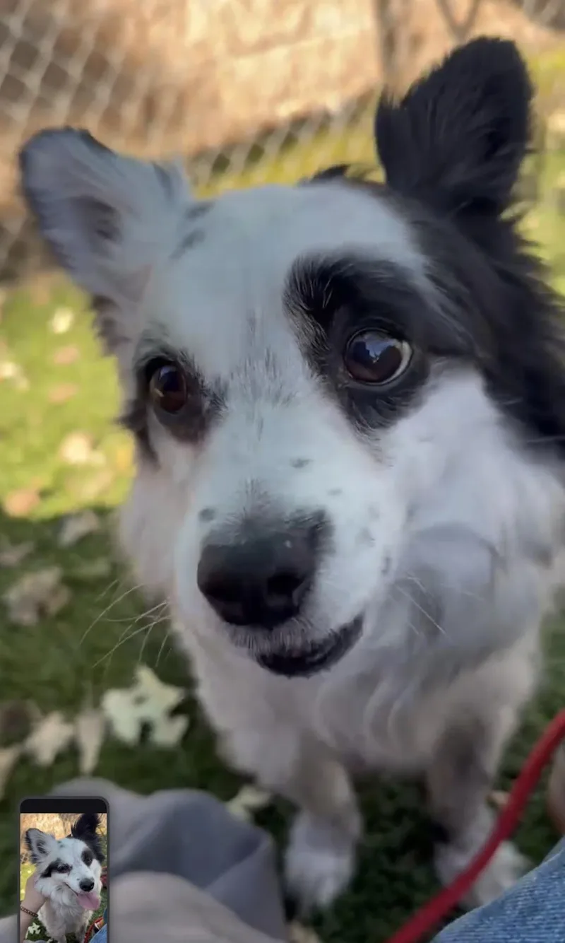 Oreo Kody Papillon! thumbnail 6