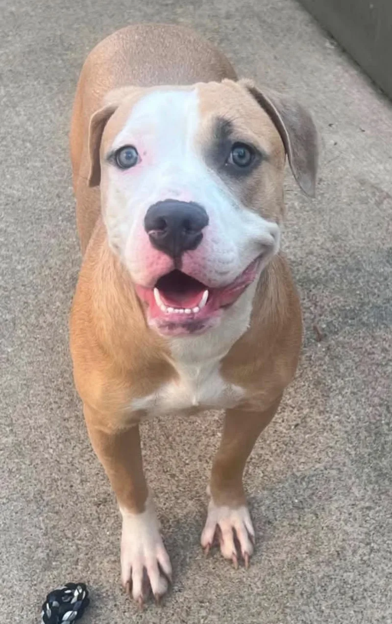 An adult medium-sized female Yellow / Tan / Blond / Fawn Pit Bull Terrier dog named Carmina for adoption in Chicago, IL