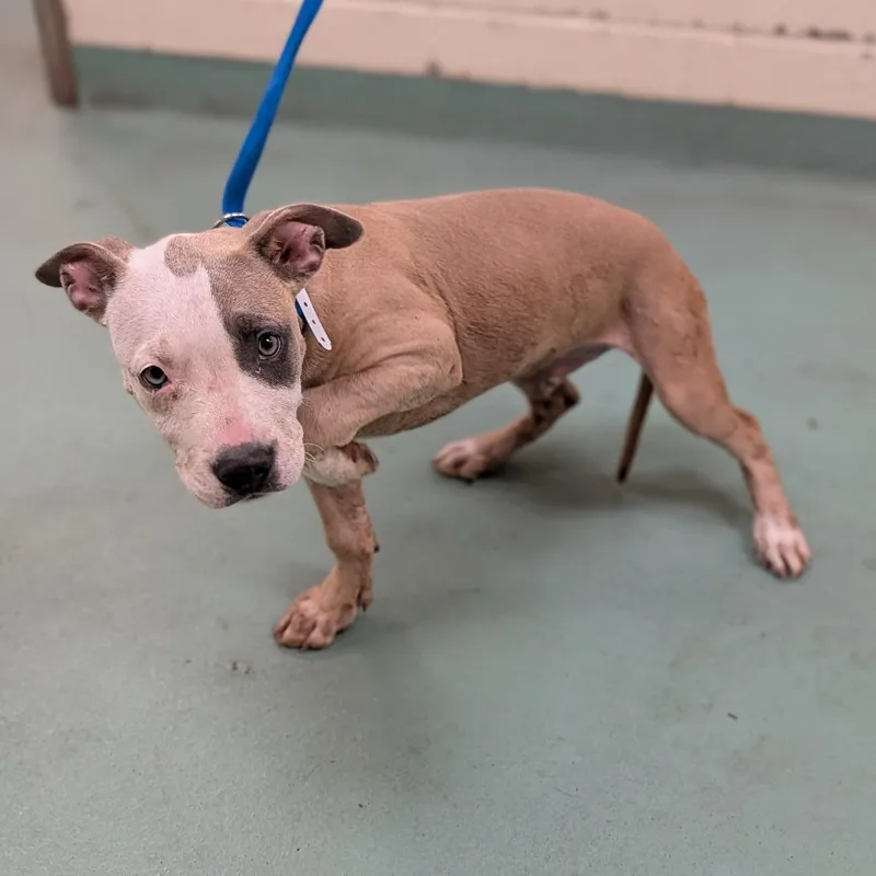 A baby small-sized male White / Cream Mixed Breed dog named Benton for adoption in Memphis, TN