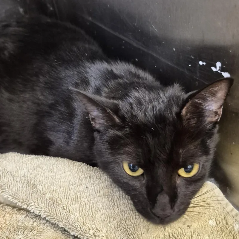 An adult small-sized female Domestic Short Hair cat named Coco Salem for adoption in Natick, MA
