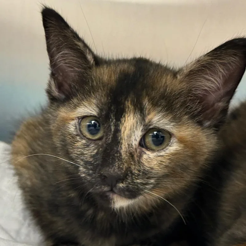 A baby small-sized female Tortoiseshell Domestic Short Hair cat named Wanda for adoption in Perkiomenville, PA