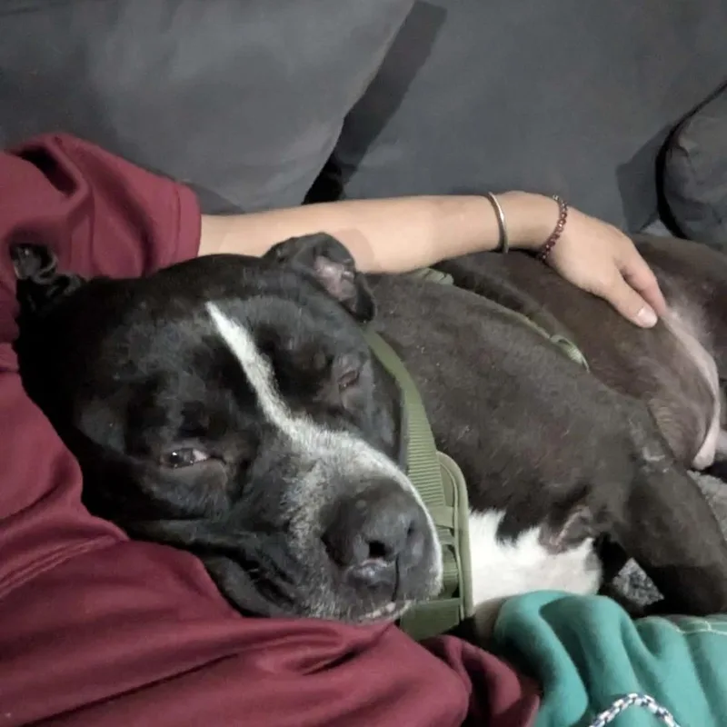 An adult large-sized male Black Pit Bull Terrier dog named Beck for adoption in CUMMING, GA