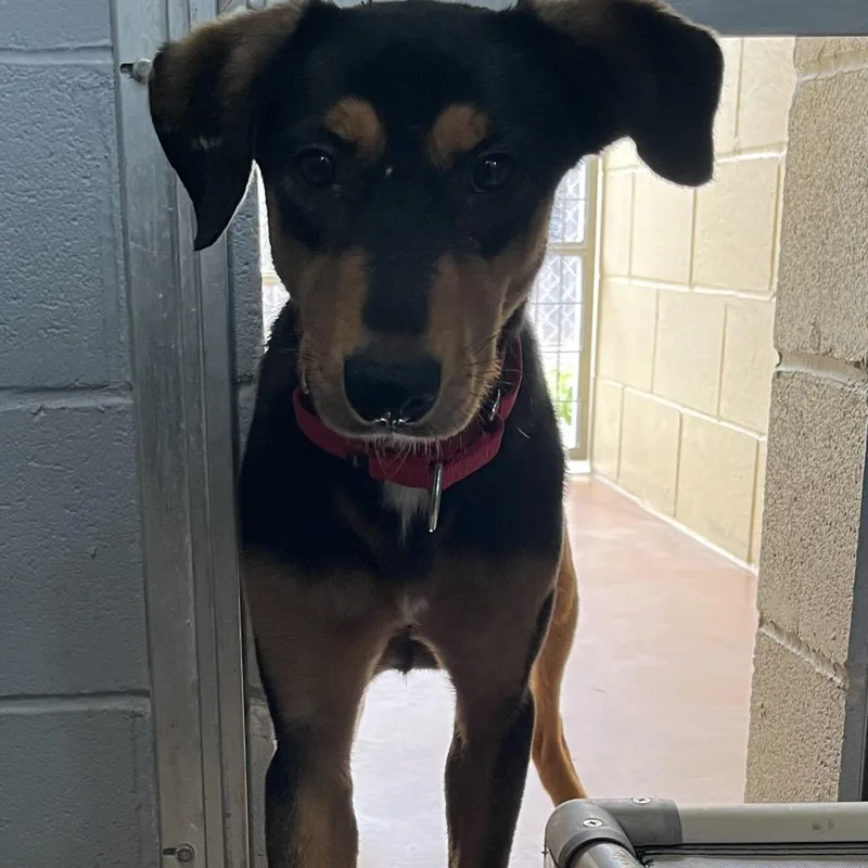 A young medium-sized female Black Shepherd dog named Cookie for adoption in Kyle, TX