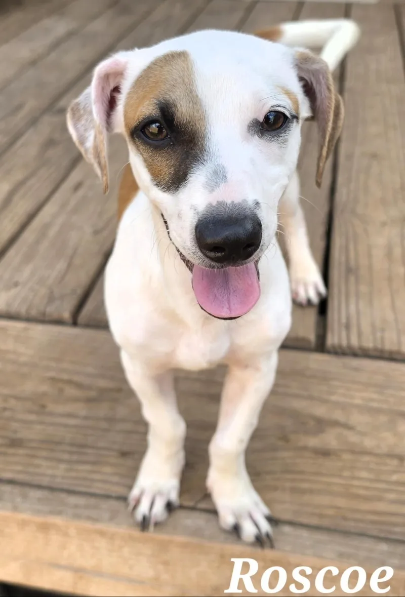 A baby small-sized male Merle (Red) Chiweenie dog named Roscoe for adoption in Edinburg, TX