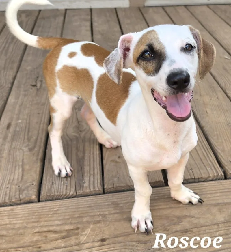 Roscoe thumbnail 2