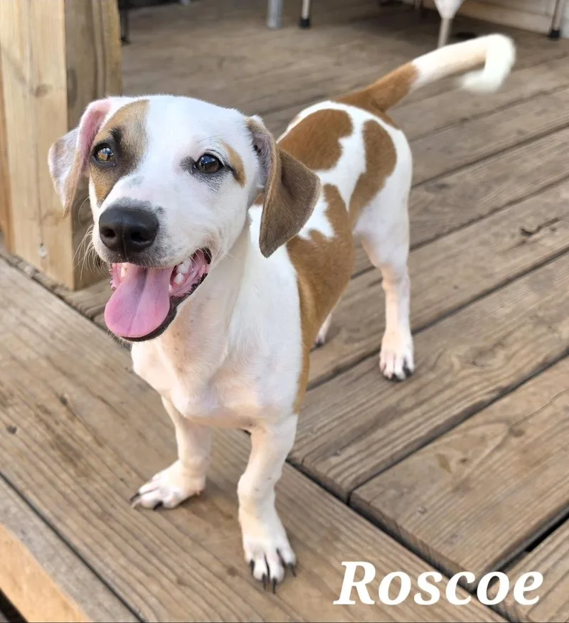 Roscoe thumbnail 3