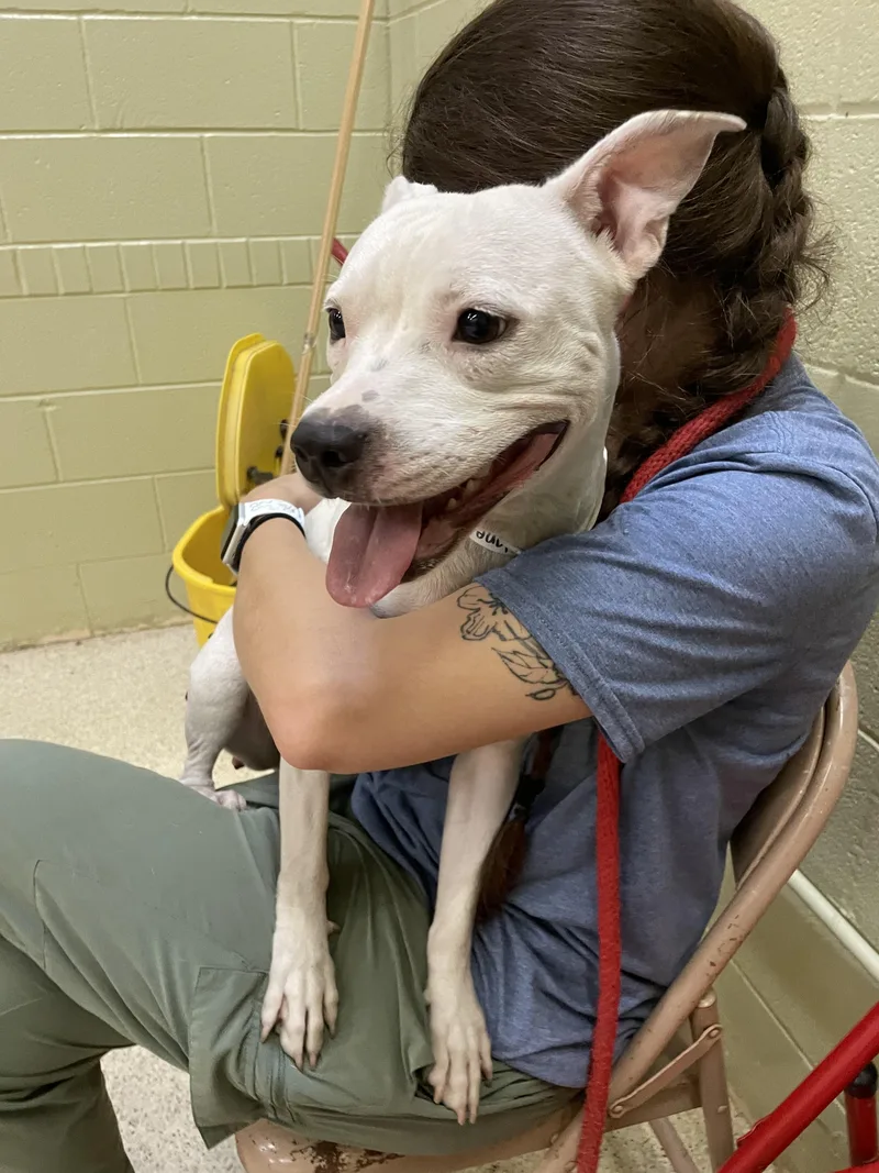 A young medium-sized female Terrier dog named G.I. Jane for adoption in Muncie, IN