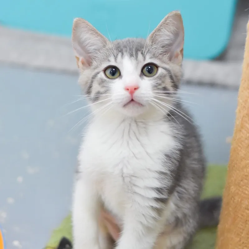 A baby small-sized female Gray / Blue / Silver Domestic Medium Hair cat named Pocket Fuzz for adoption in Kailua Kona, HI
