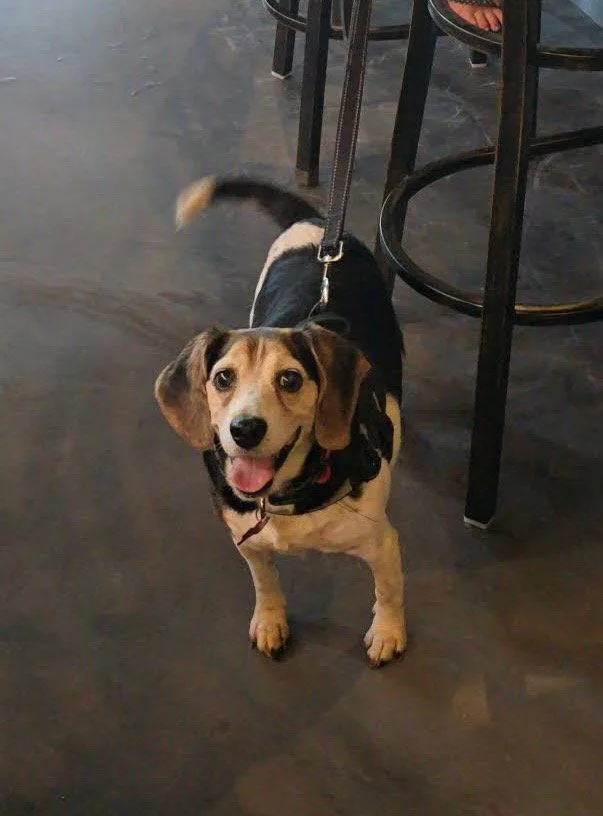 A senior medium-sized female Beagle dog named Aunt Polly for adoption in Tampa, FL