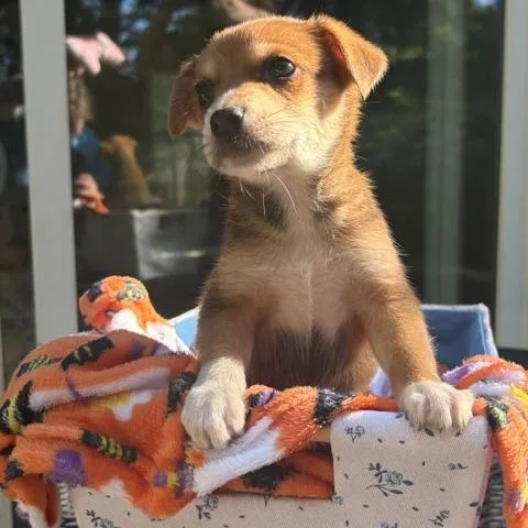 A baby small-sized male Brown / Chocolate Mixed Breed dog named Ross for adoption in Buffalo, MN