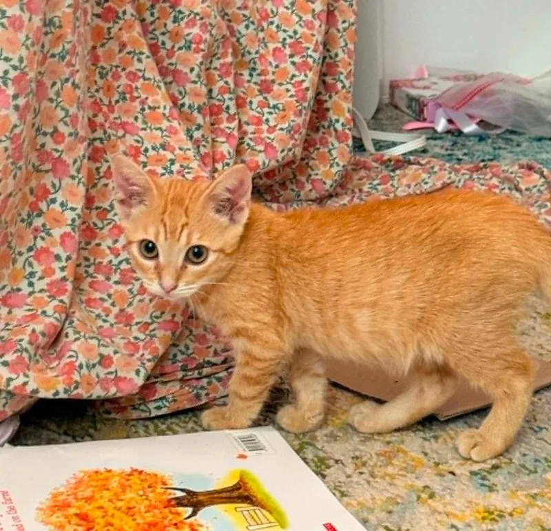 A baby medium-sized female Domestic Short Hair cat named Percky for adoption in New Braunfels, TX