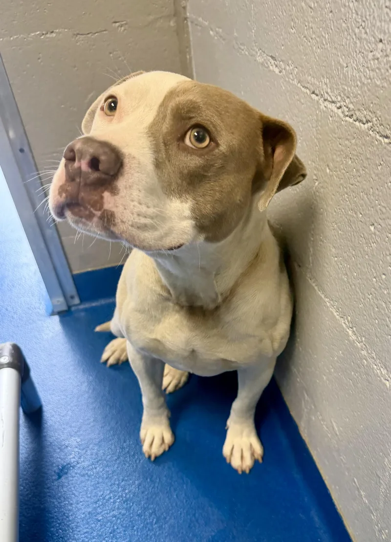 An adult medium-sized male Apricot / Beige Terrier dog named Marcel for adoption in Lancaster, SC