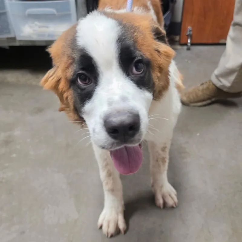 A young medium-sized male Brown / Chocolate Saint Bernard dog named Superman for adoption in Yuma, AZ