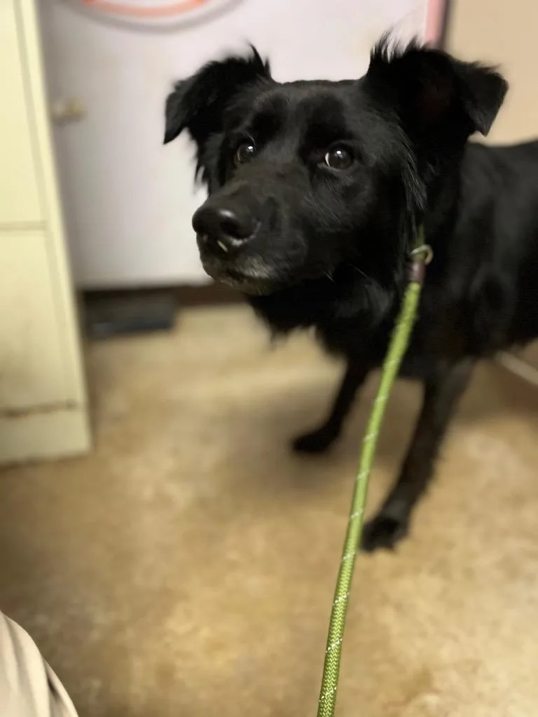 A young medium-sized female Collie dog named Cookie for adoption in New Braunfels, TX