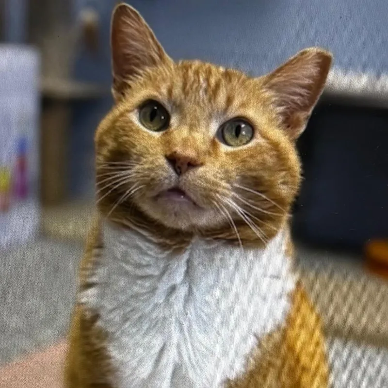 An adult large-sized male Orange / Red Domestic Short Hair cat named Ivan for adoption in Bristol, IN