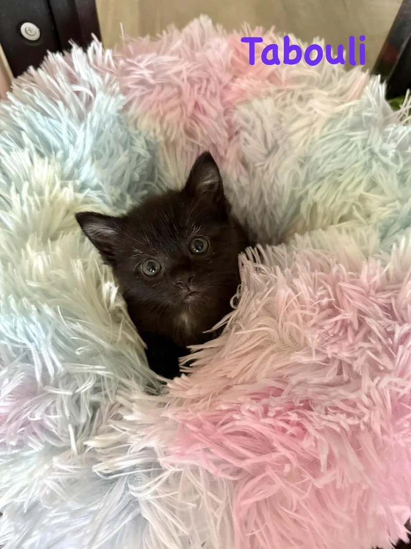 A baby small-sized female American Shorthair cat named Tabouli for adoption in Lacona, NY
