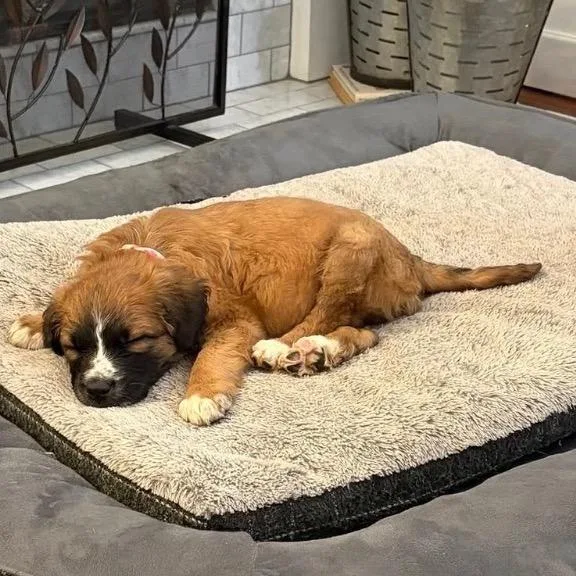 A baby small-sized female Brown / Chocolate Mixed Breed dog named Galaxy for adoption in Austell, GA