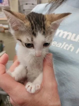 A baby small-sized male Domestic Short Hair cat named Ginger Spice for adoption in Fishers, IN