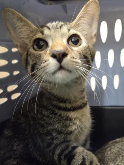 A baby small-sized female Domestic Short Hair cat named Owl for adoption in Honolulu, HI